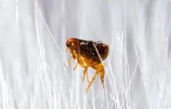 closup of flea in white hair