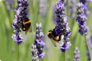 two bumble bees on purples flowers
