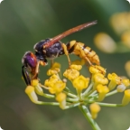 wasp on flower