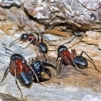 carpenter ants on wood