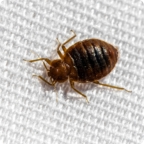 bedbug on white sheet