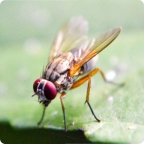 fly on leaf