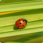 ladybug on grass