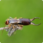 earwig on plant