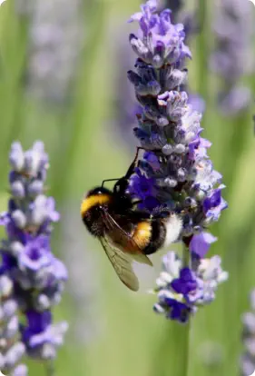 two bumble bees on purples flowers