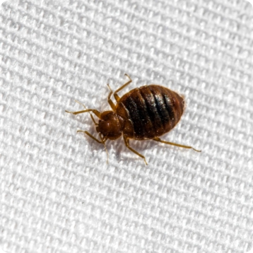 bedbug on white sheet