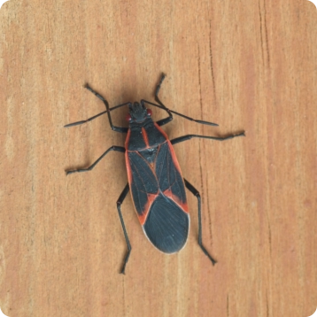 box elder on wood