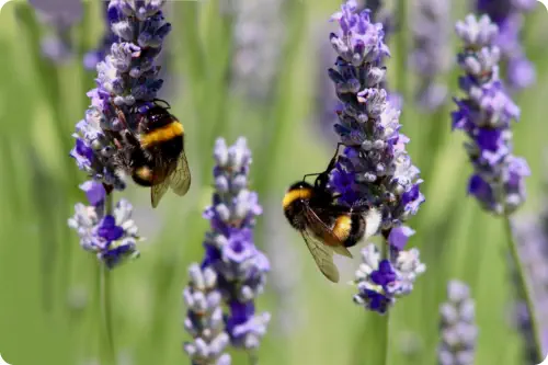 two bumble bees on purples flowers