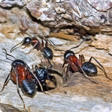 carpenter ants on wood