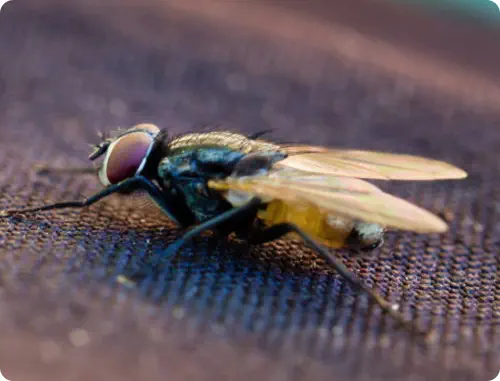 closup of cluster fly