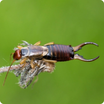 earwig on plant
