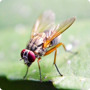 fly on leaf