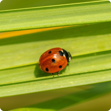 ladybug on grass