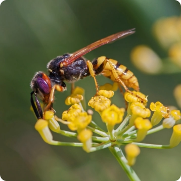 wasp on flower